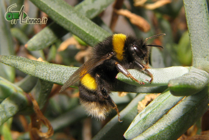 Bombus cfr terrestris